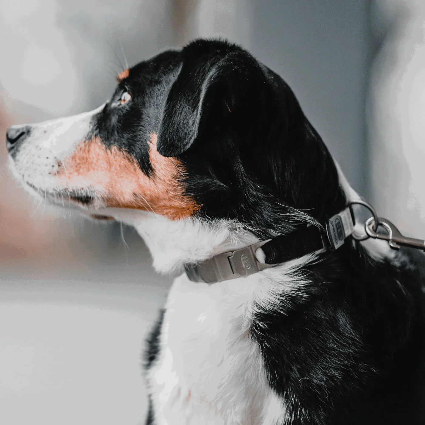 Herm Sprenger sidabrinis Neck Tech Sport nerūdijančio plieno griežtas antkaklis