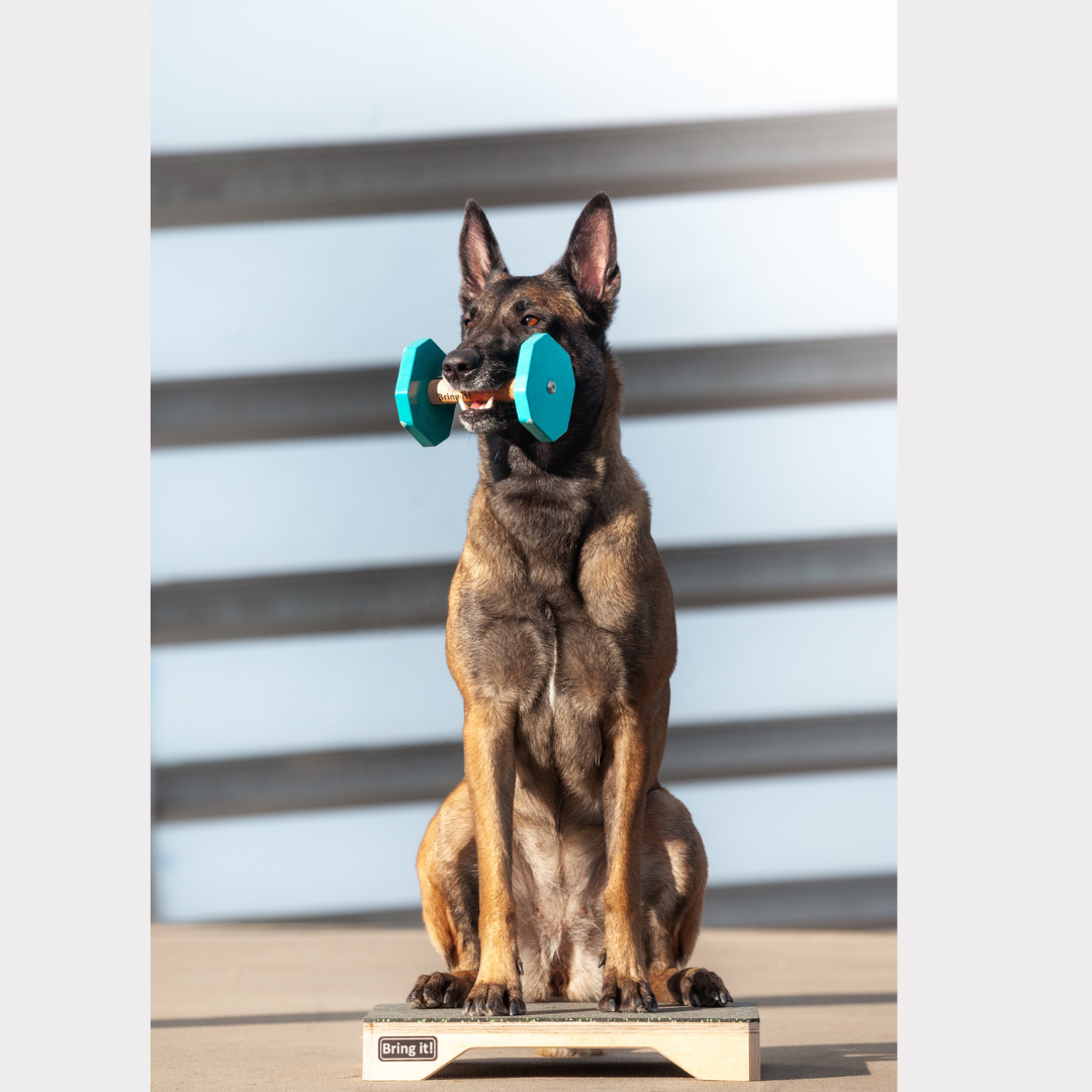 Obedience platforma (aukštis: 6 cm)